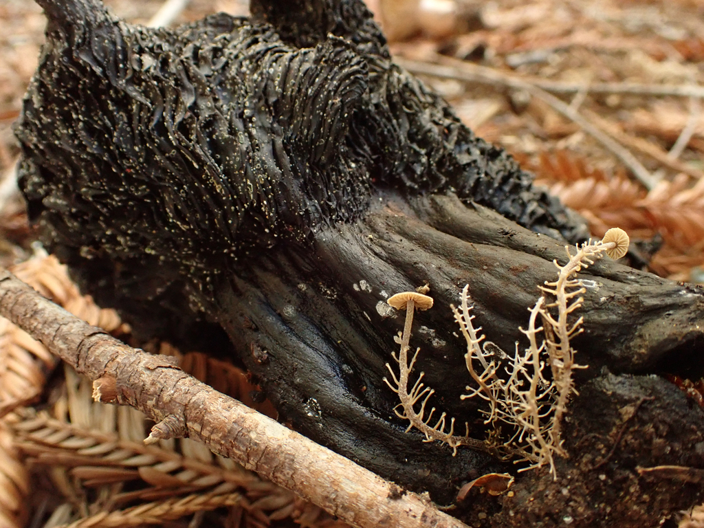 Dendrocollybia racemosa (no common name), California fung