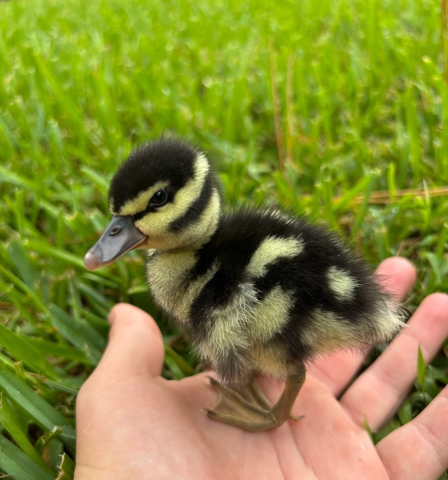 Dendrocygna autumnalis (Black-bellied Whistling-Duck), California species