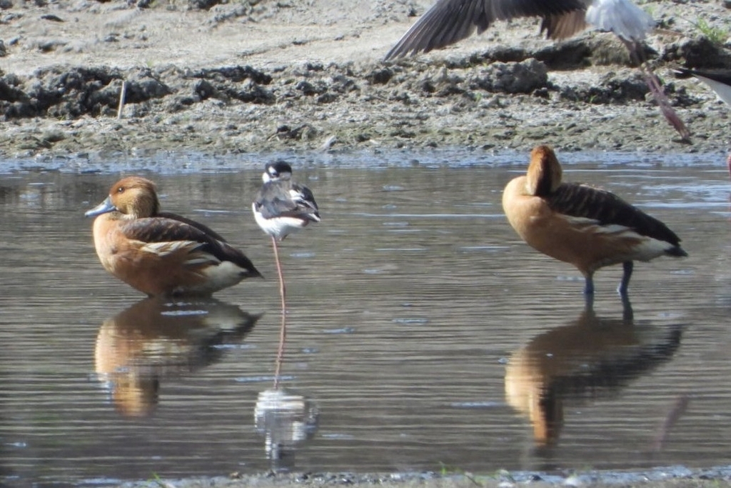 Dendrocygna bicolor (Fulvous Whistling-duck), California species