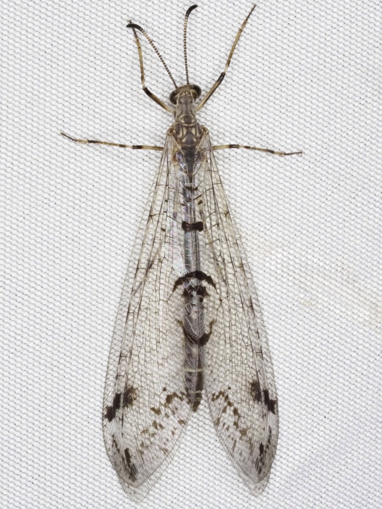 Dendroleon speciosus, California species