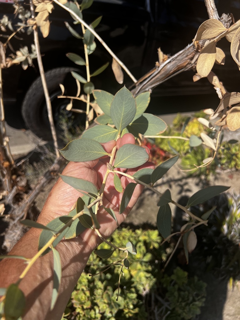Dendromecon harfordii — parent species of Dendromecon harfordii var. rhamnoides