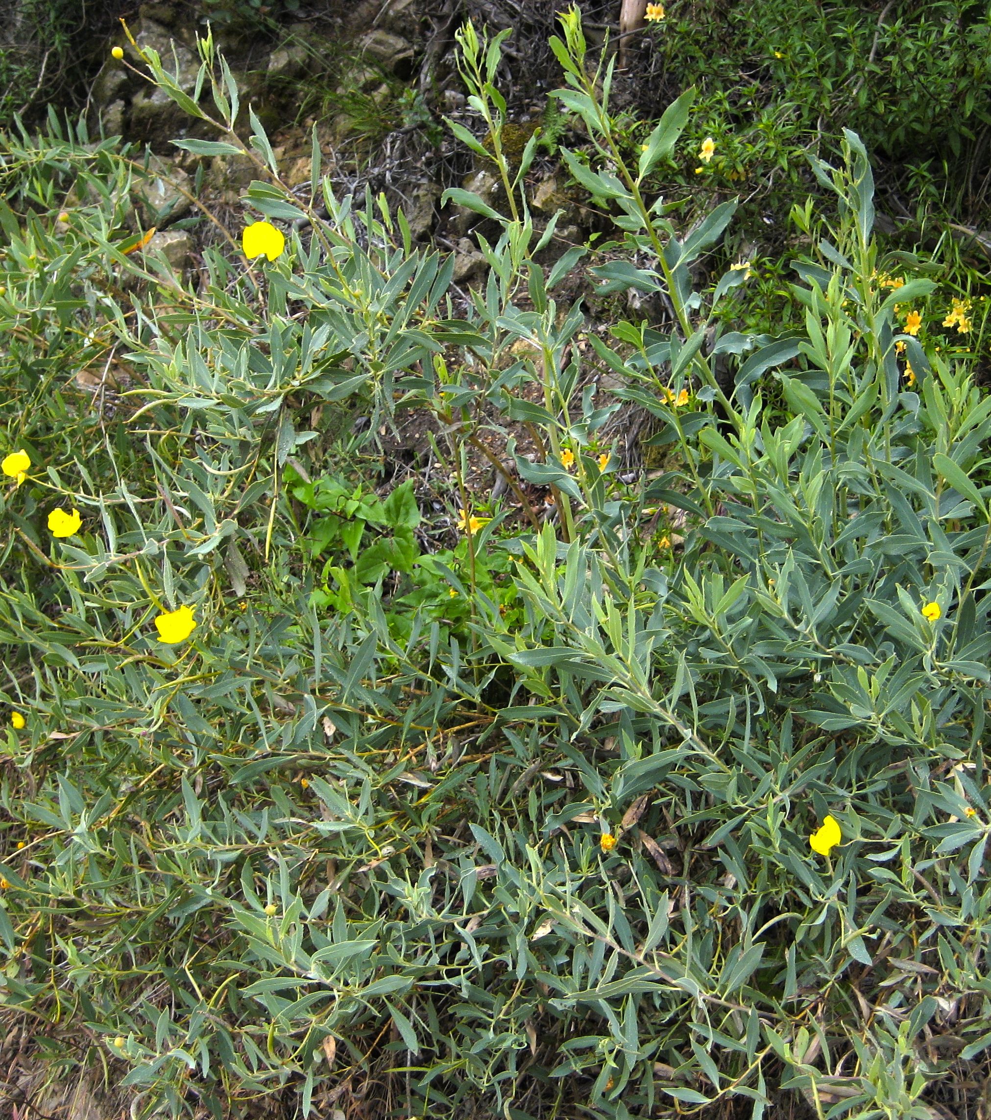 Dendromecon rigida (Bush poppy), native California shrub / tree