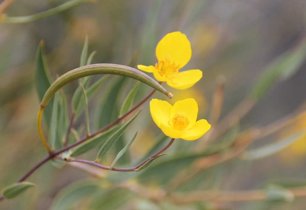 Dendromecon sp. (Tree poppy), native California shrub