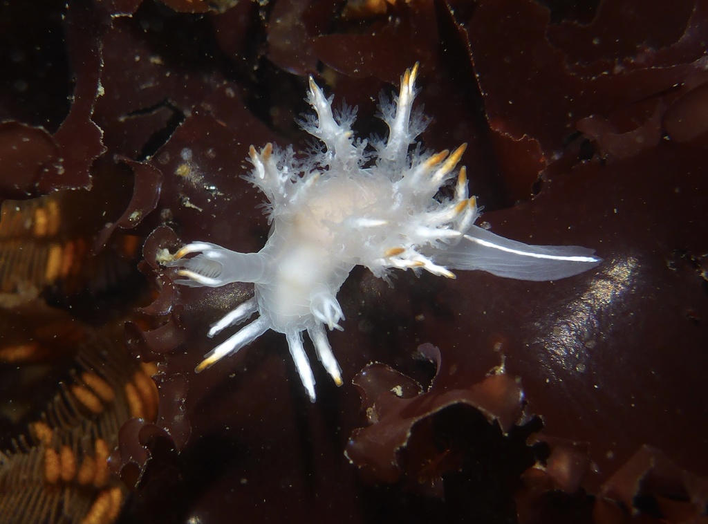 Dendronotus albus (White Dendronotus), California species