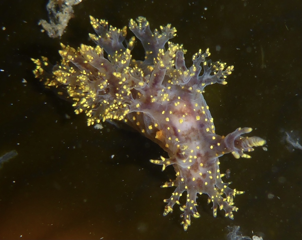 Dendronotus venustus (Branched Dendronotid), California species
