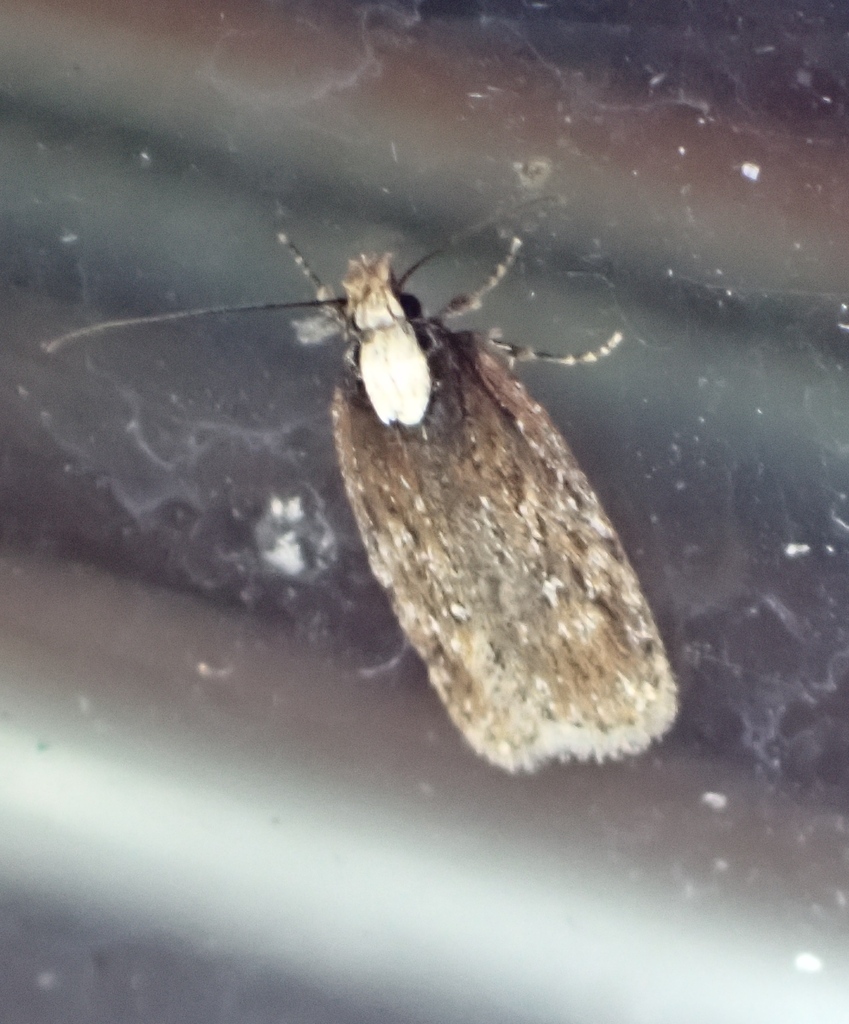 Depressaria alienella, California species