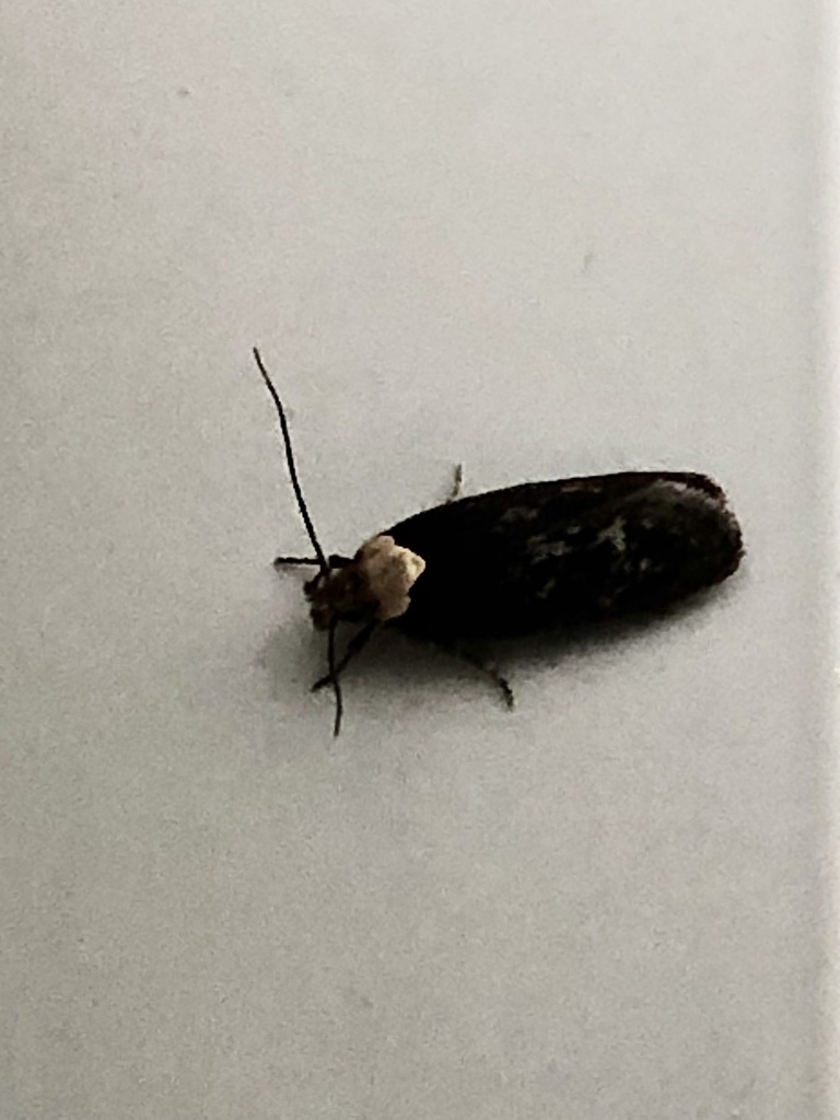 Depressaria betina, California species