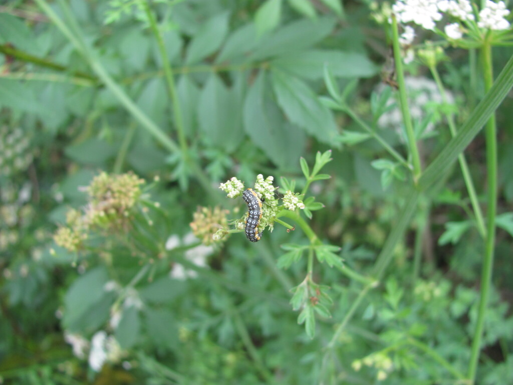Depressaria daucella, California species