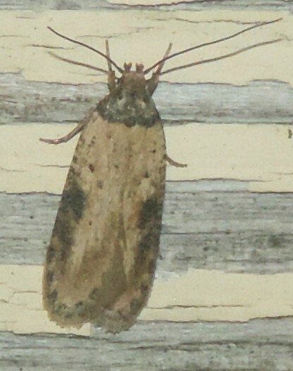Depressariodes umbraticostella, California species