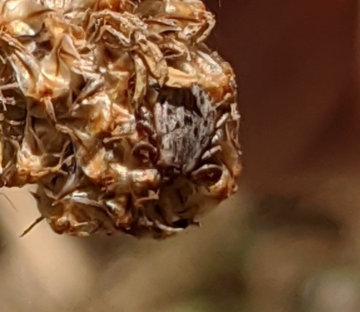 Dermacentor occidentalis (Pacific Coast Tick), California species