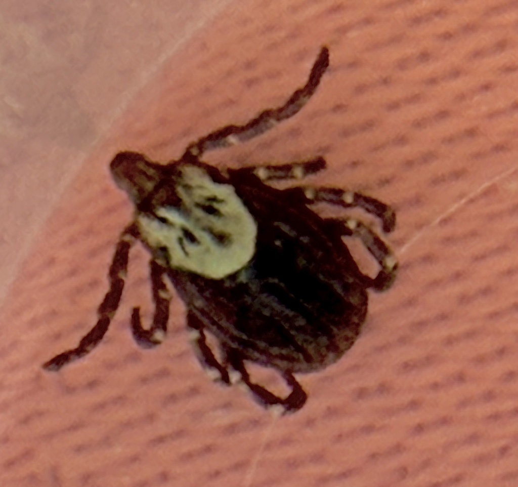 Dermacentor similis (Western Dog Tick), California species