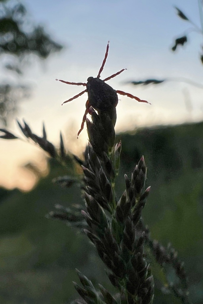 Dermacentor variabilis (American Dog Tick), California species