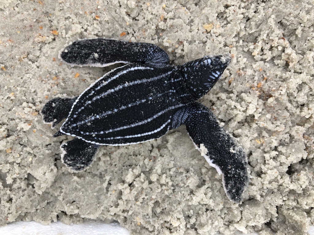 Dermochelys coriacea (Leatherback sea turtle), California species