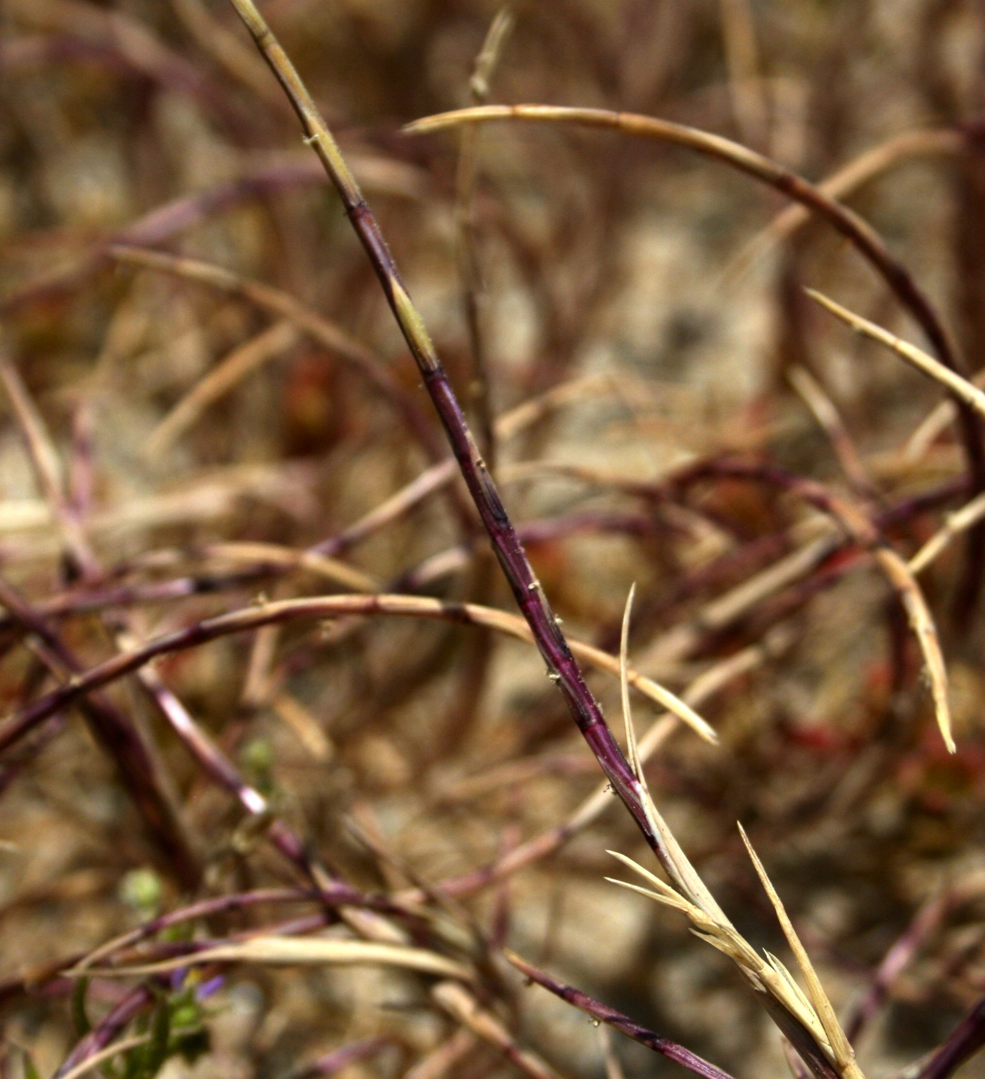 Deschampsia bolanderi (Scribner's grass), native California grass