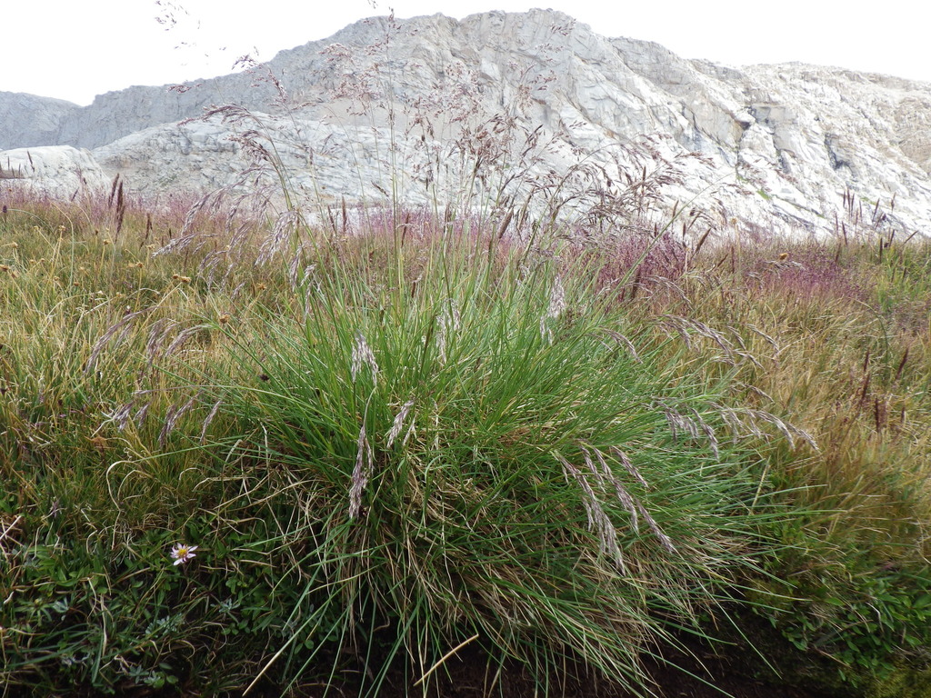 Deschampsia cespitosa subsp. holciformis, native California perennial