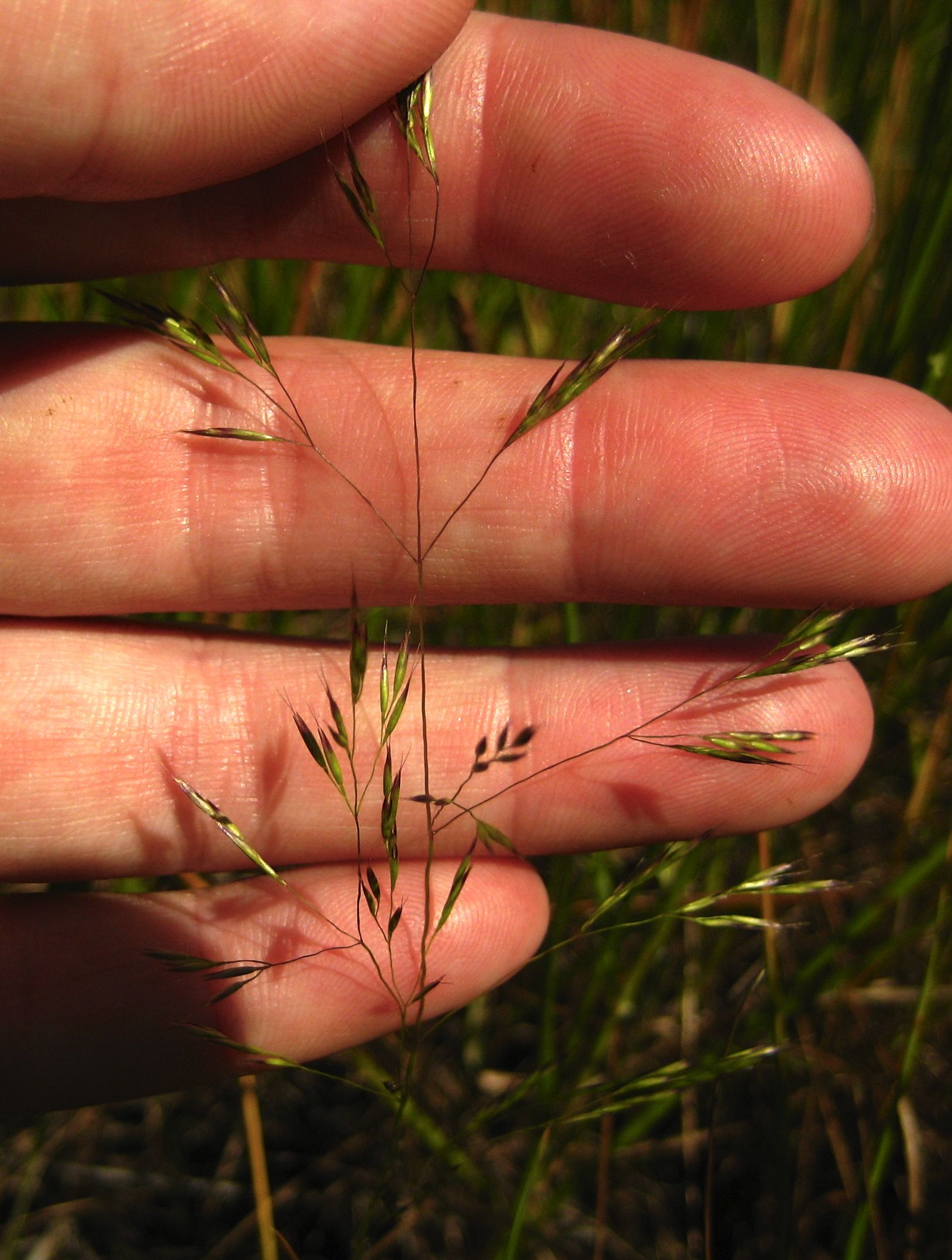 Deschampsia danthonioides (Annual hair grass), native California grass