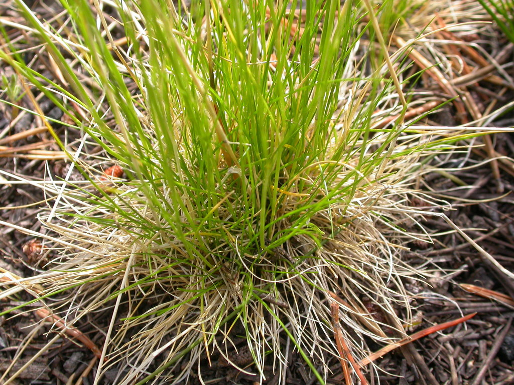 Deschampsia sp. (Hair grass), non-native California perennial