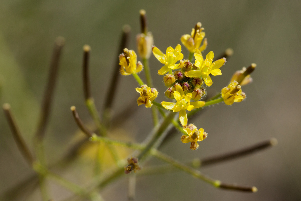 Descurainia adenophora (White tansy mustard), native California biennial