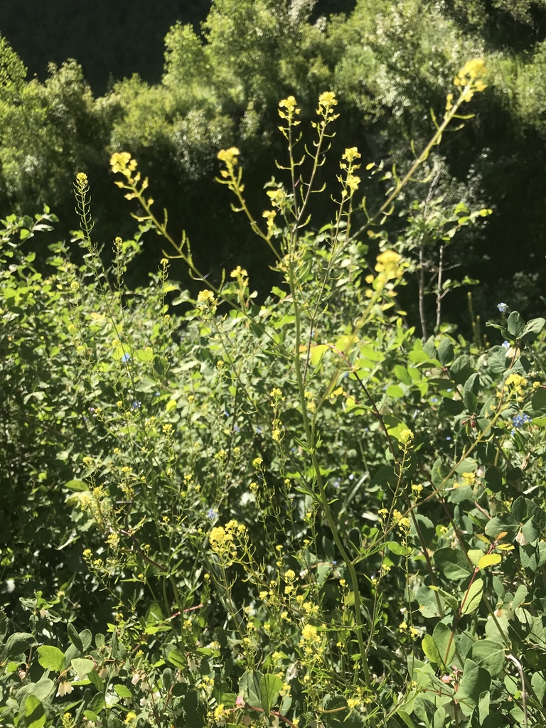 Descurainia californica (Sierra tansy mustard), native California herb