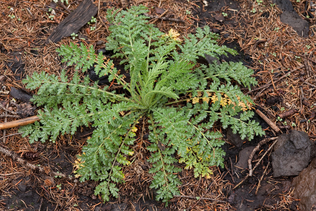 Descurainia incana (Mountain tansy mustard), native California herb