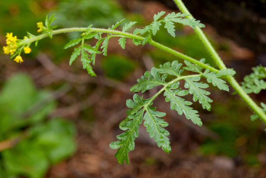 Descurainia incisa subsp. incisa, native California herb