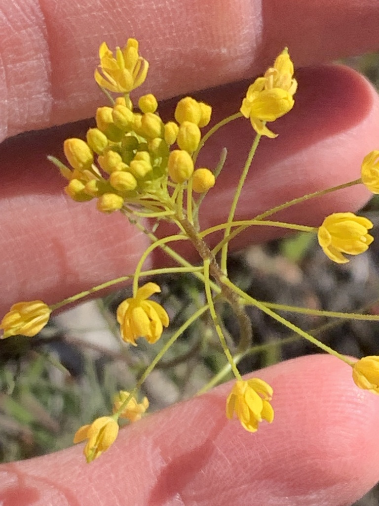 Descurainia longipedicellata, native California annual