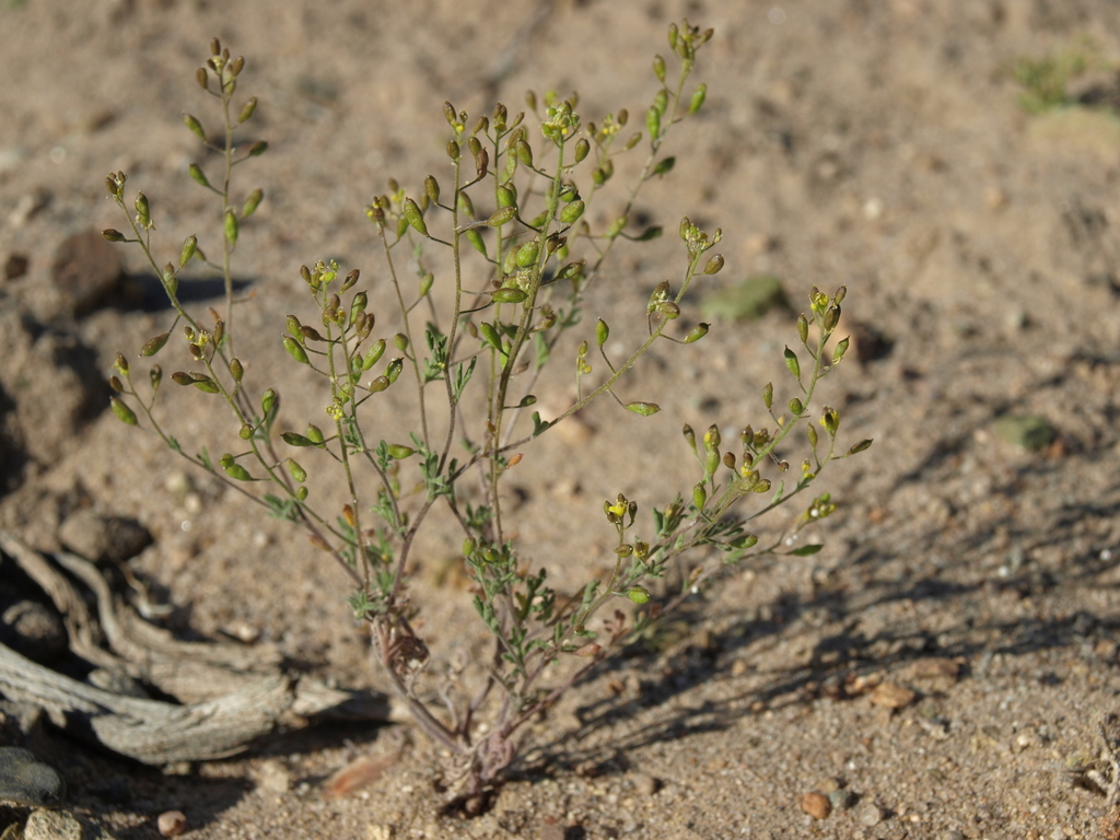 Descurainia paradisa (Great basin tansy mustard), native California herb