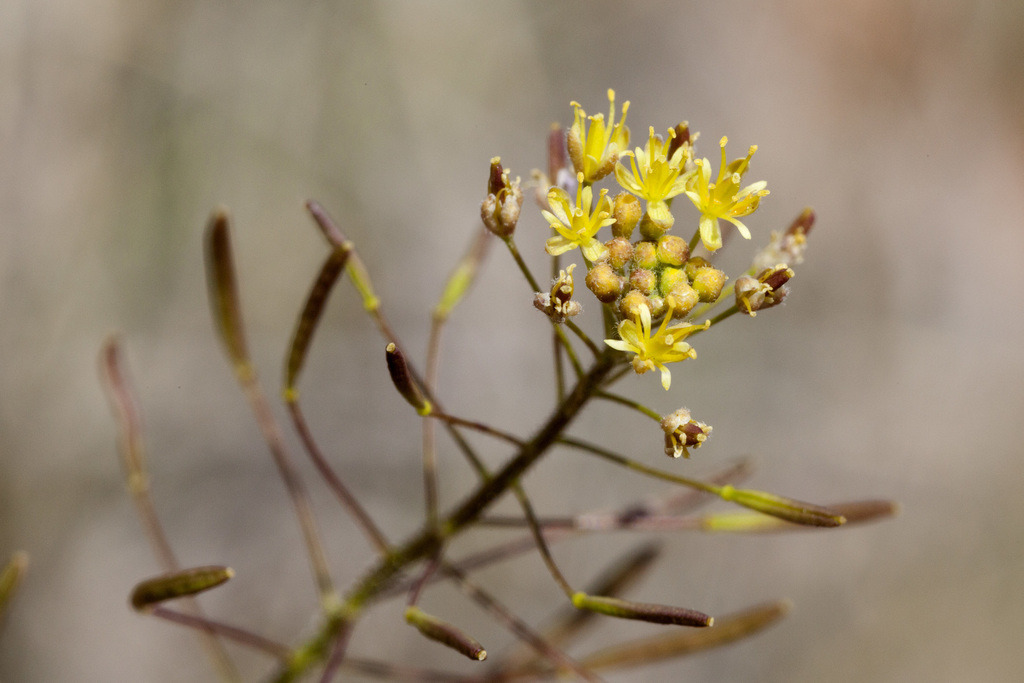 Descurainia pinnata (Western tansy mustard), native California herb