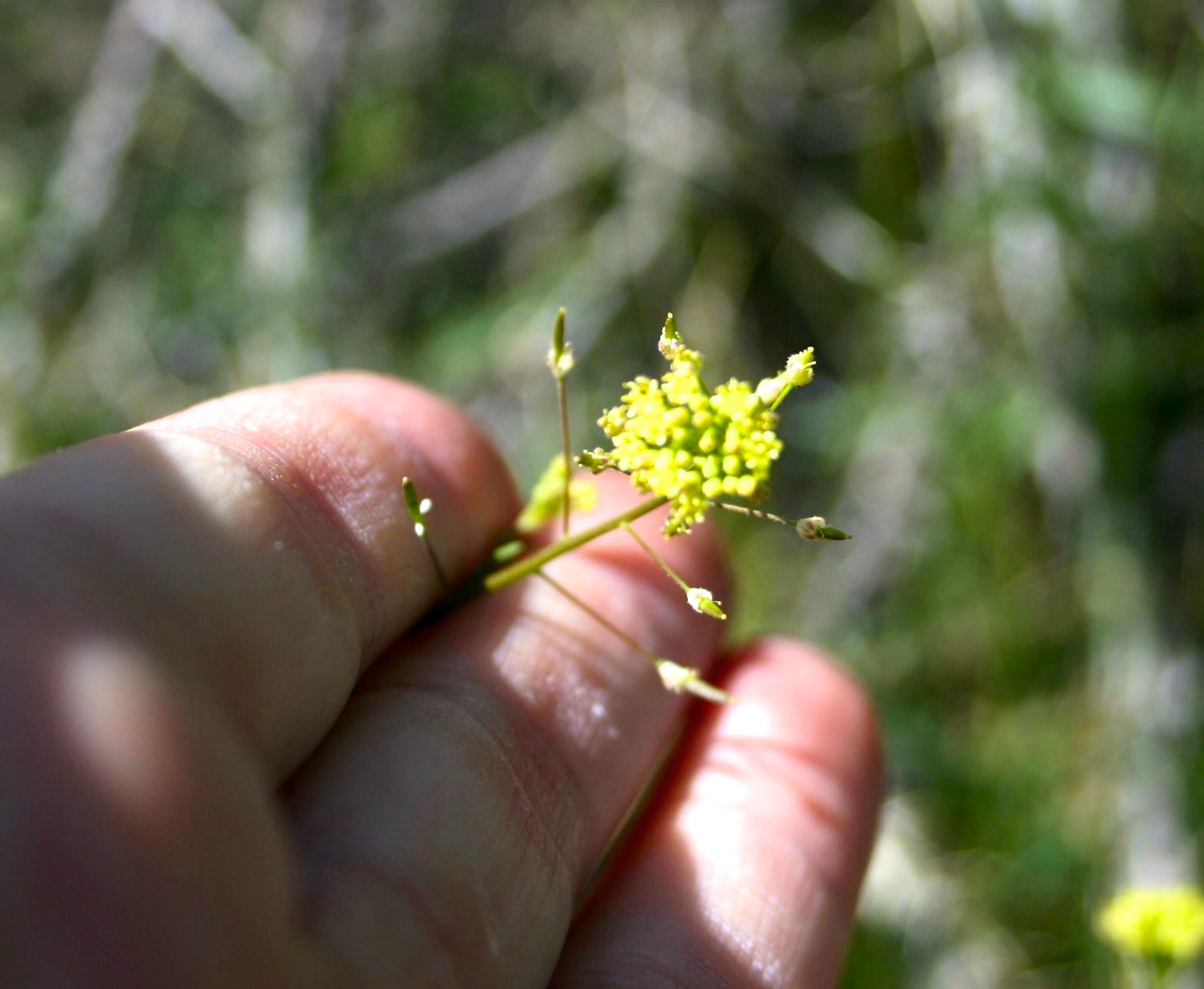 Descurainia sophia (Flix weed), non-native California herb