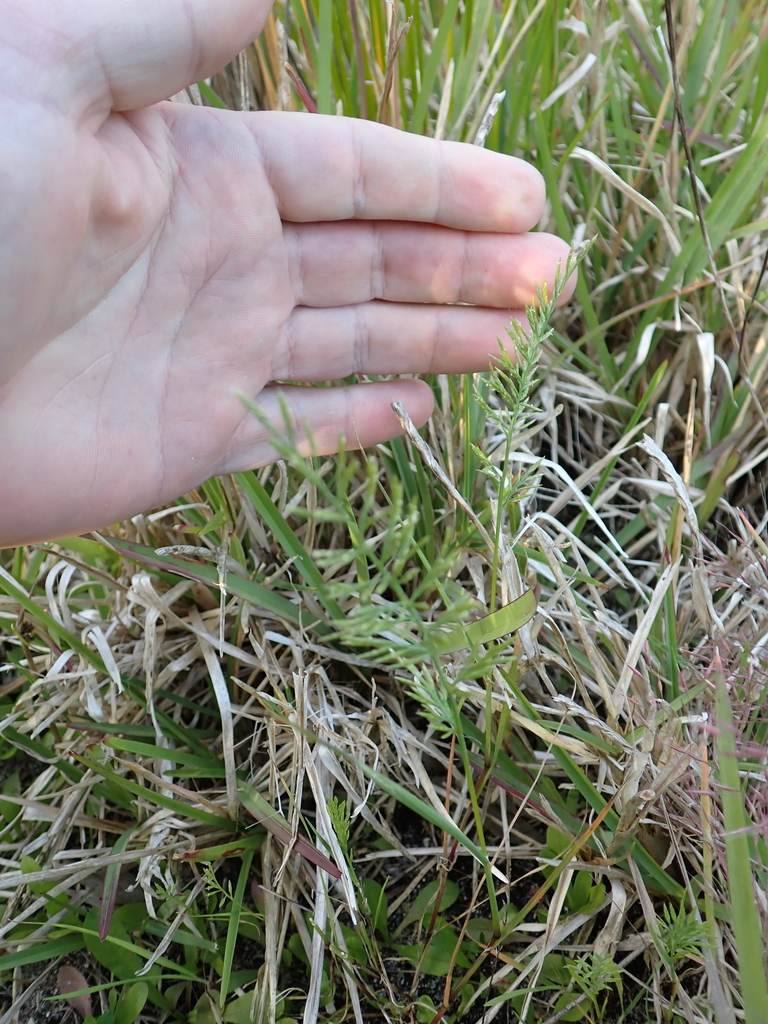 Desmazeria rigida (Ferngrass), non-native California grass
