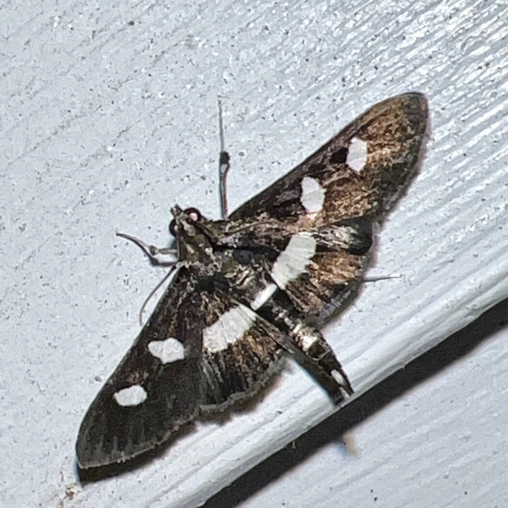 Desmia funeralis (Grape Leaffolder Moth), California species