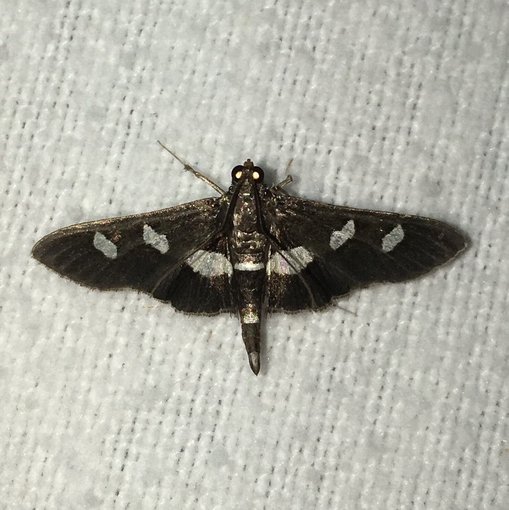 Desmia maculalis, California species