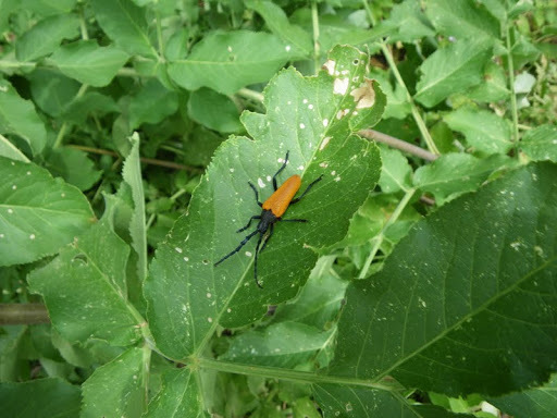 Desmocerus aureipennis (Golden-winged Elderberry Borer), California species