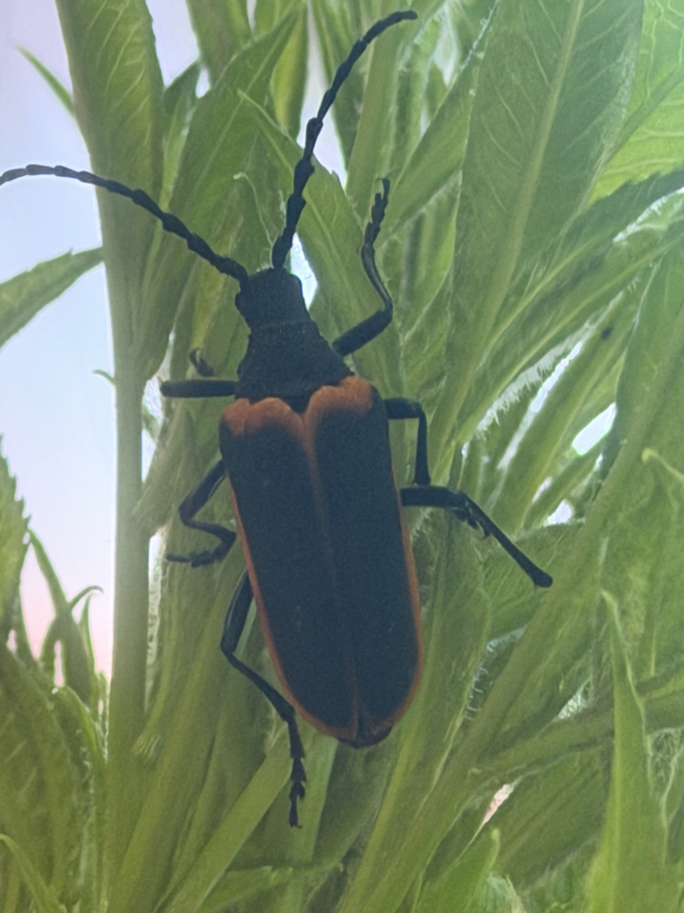 Desmocerus californicus dimorphus (Valley elderberry longhorn beetle), California species