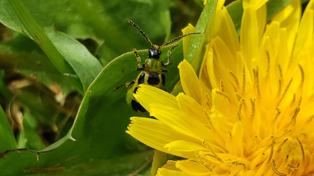Diabrotica undecimpunctata (Spotted Cucumber Beetle), California species
