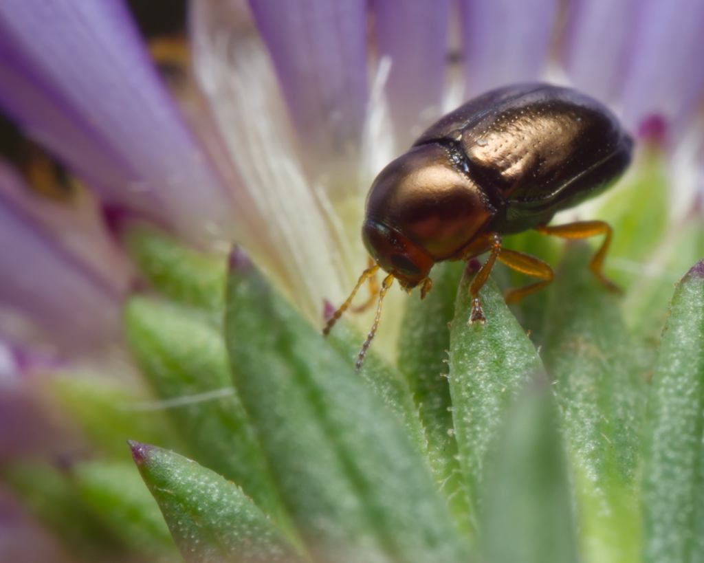 Diachus auratus (Bronze Leaf Beetle), California species
