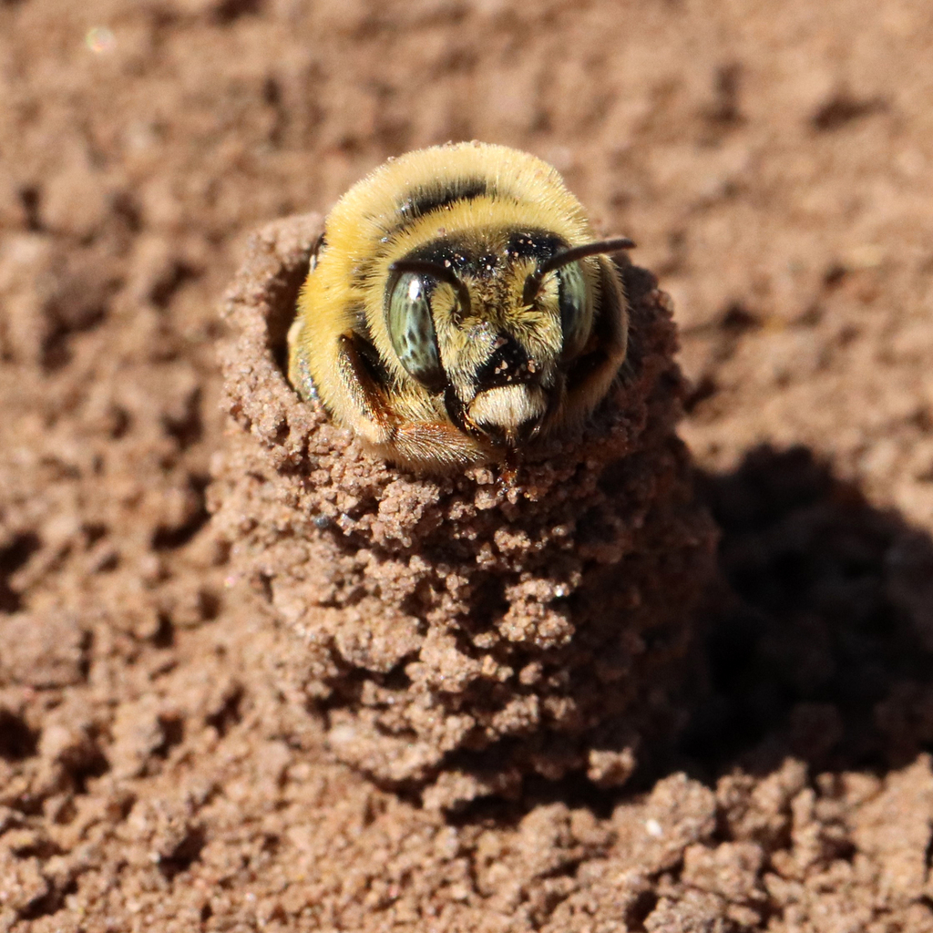 Diadasia enavata (Sunflower Chimney Bee), California species