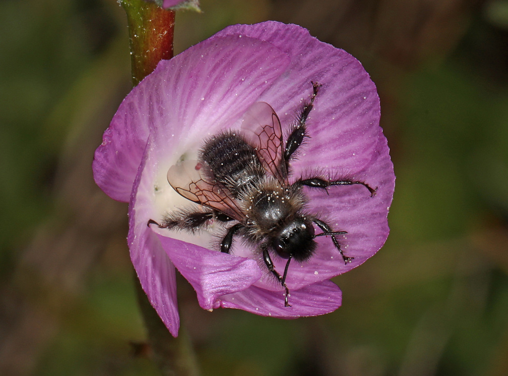 Diadasia nigrifrons (Black-fronted turret bee), California species