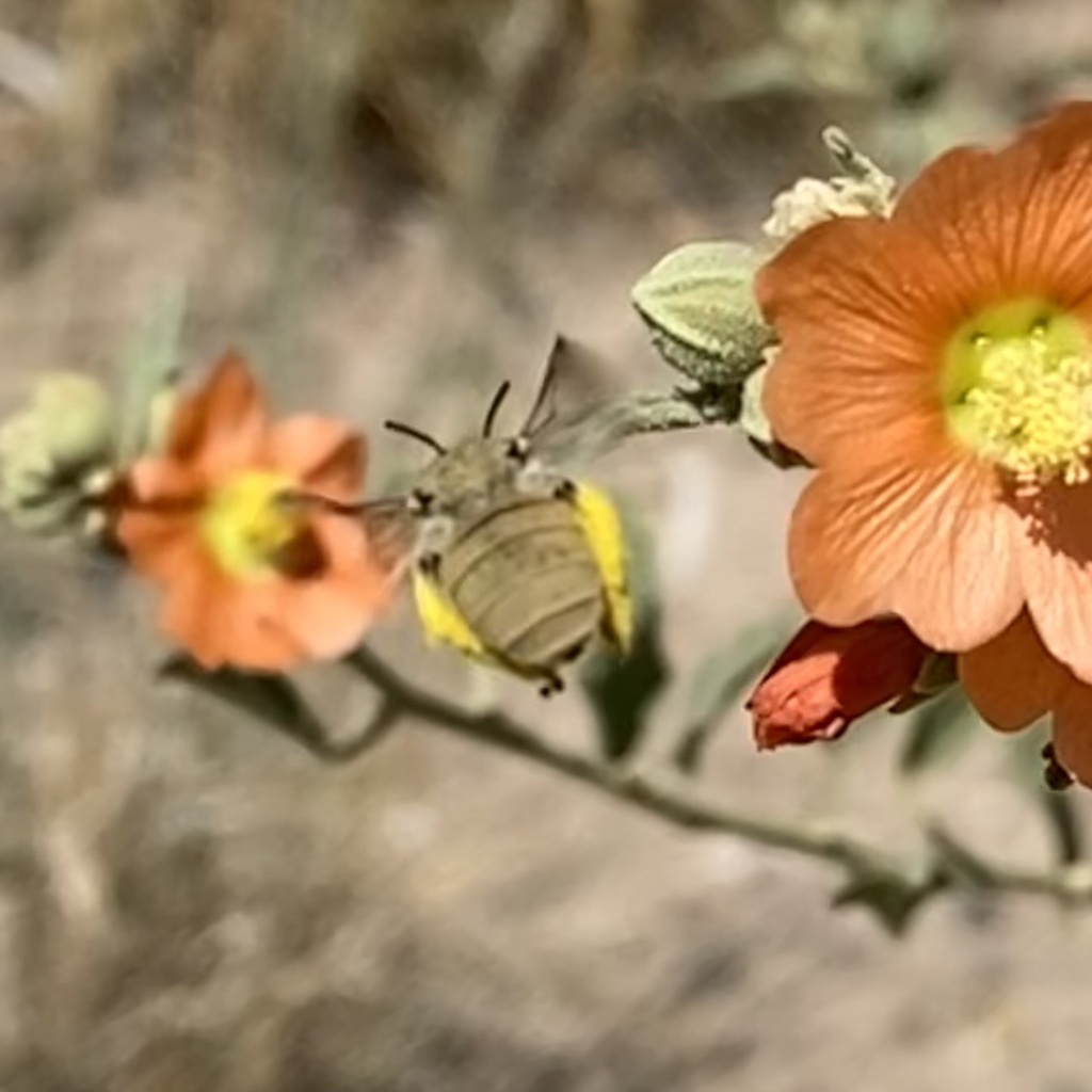Diadasia ochracea (Ochraceous Chimney Bee), California species