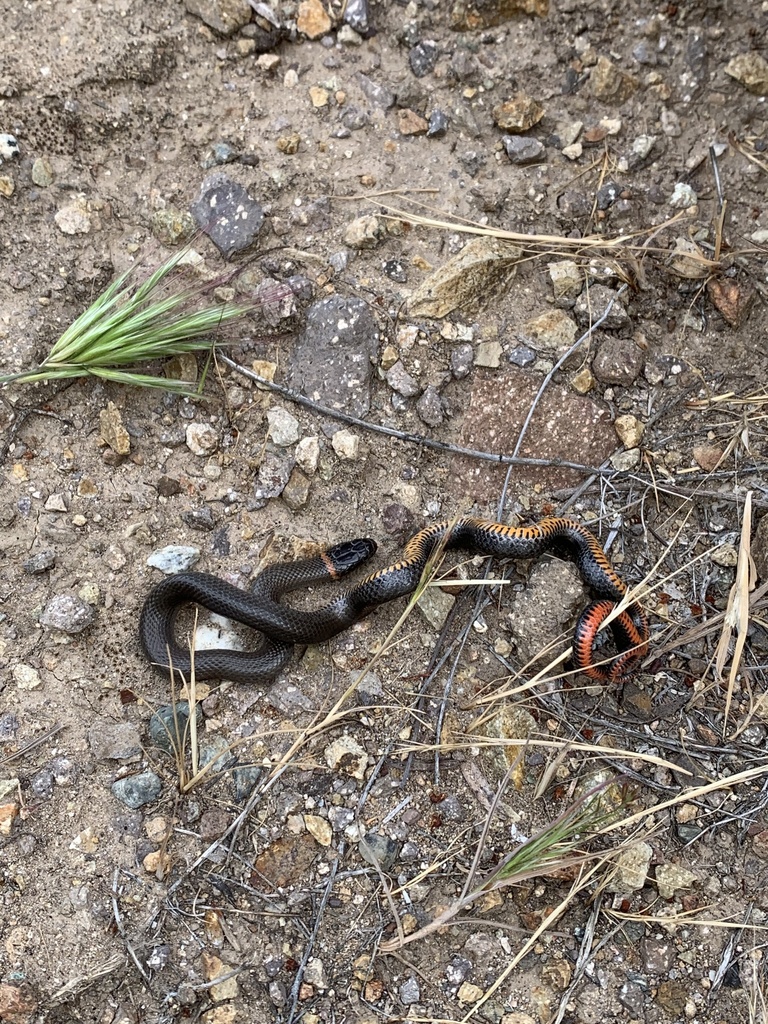 Diadophis punctatus modestus (San Bernardino Ringneck Snake), California species