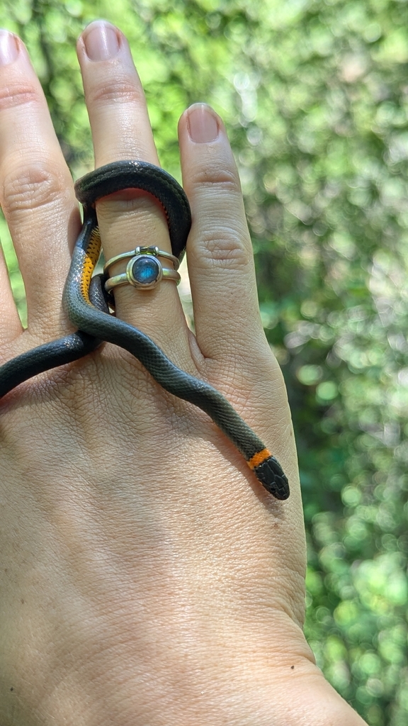 Diadophis punctatus similis (San Diego Ringneck Snake), California species