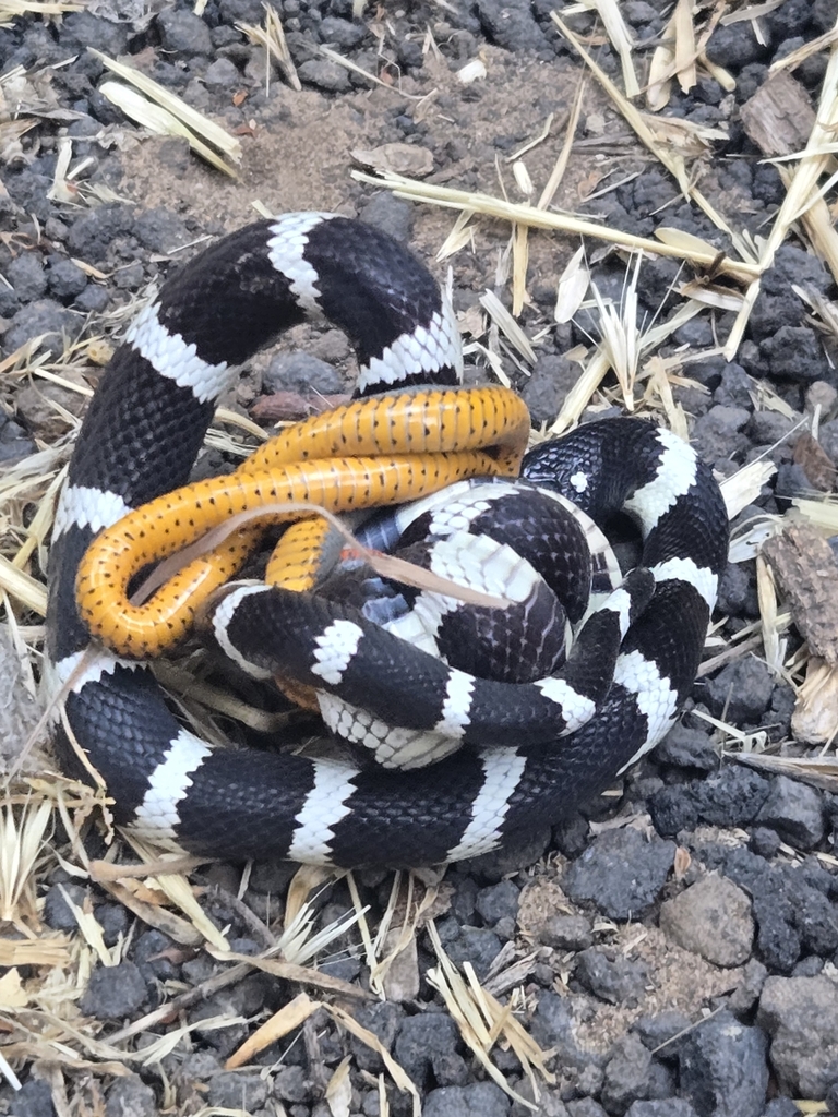 Diadophis punctatus (Ring-Necked Snake), California species