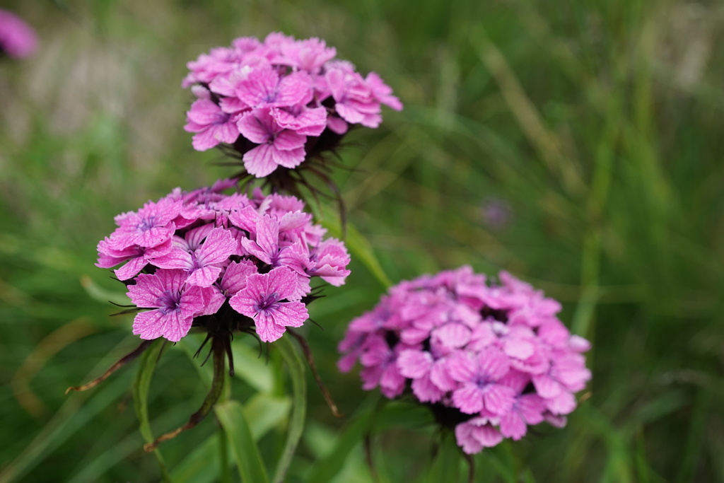 Dianthus barbatus subsp. barbatus (Sweet-william), non-native California perennial