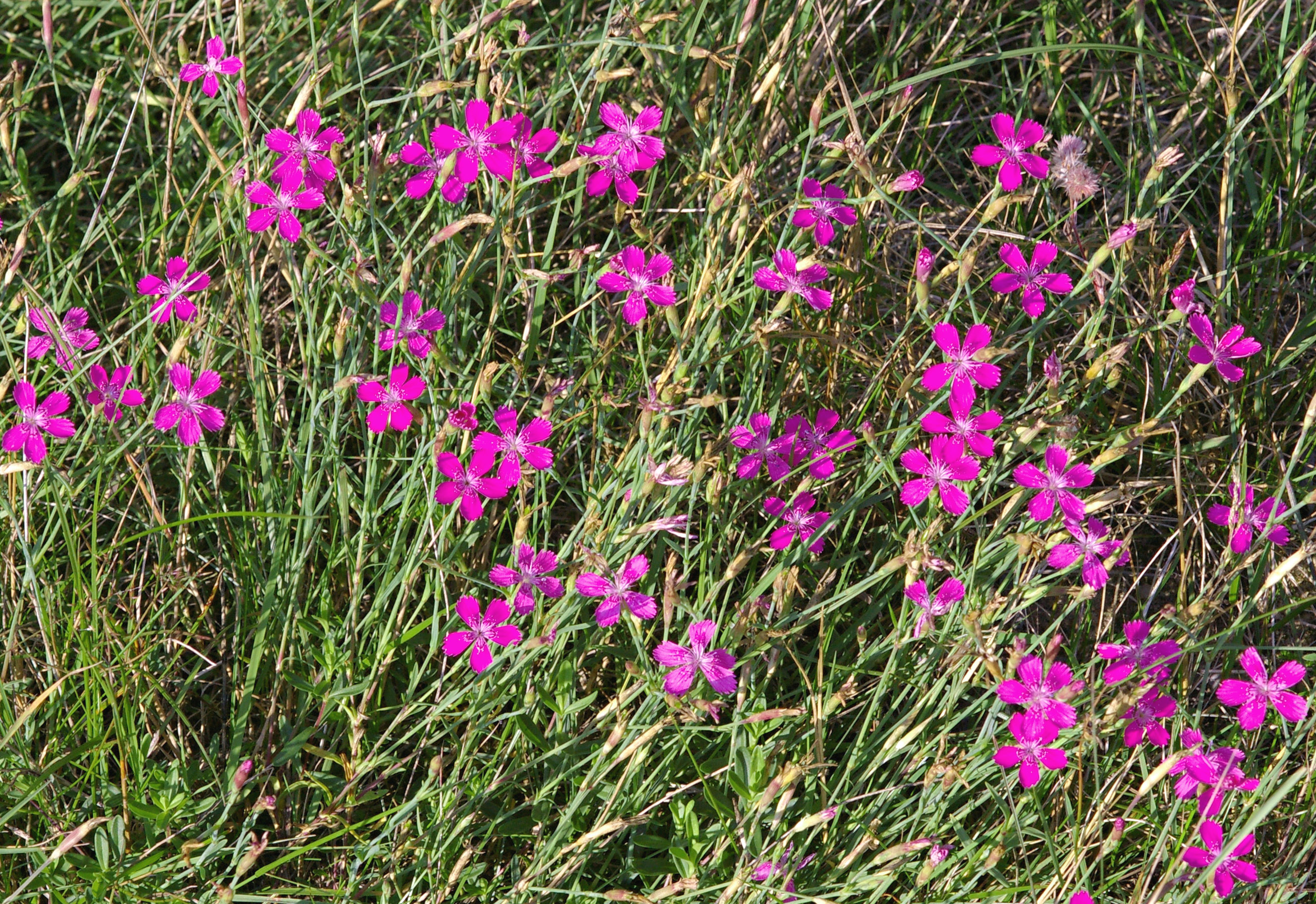 Dianthus deltoides subsp. deltoides (Maiden pink), non-native California perennial