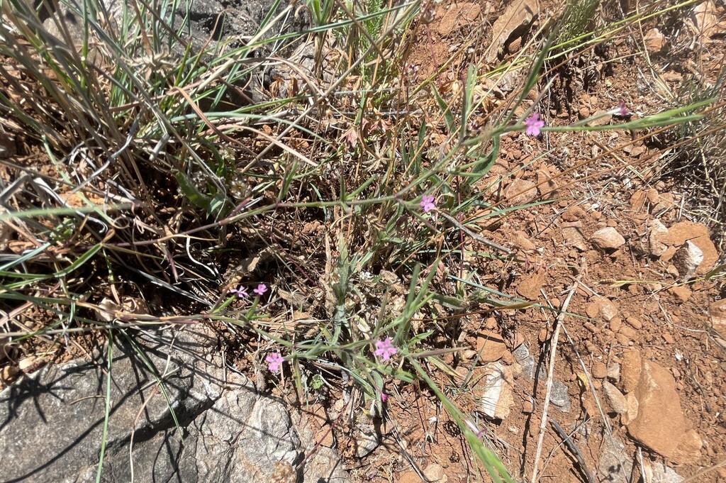 Dianthus nudiflorus (Velezia), non-native California herb