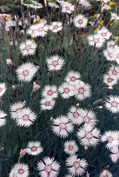 Dianthus plumarius subsp. plumarius (Garden or cottage pink), non-native California perennial