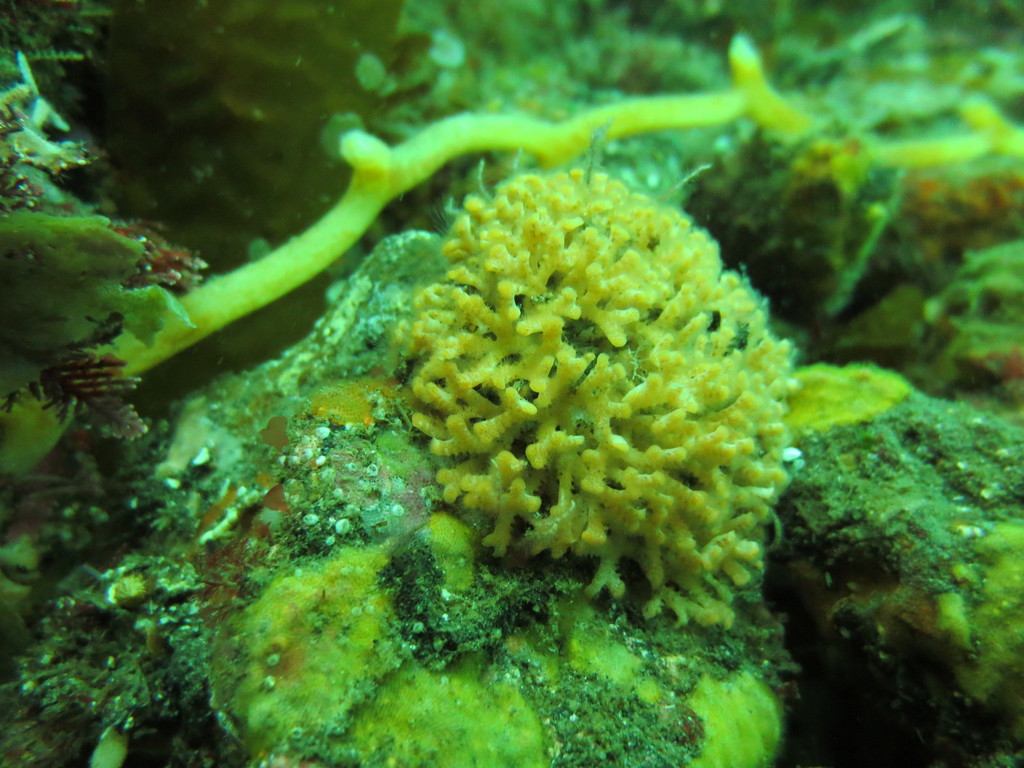 Diaperoforma californica (Southern staghorn bryozoan), California species
