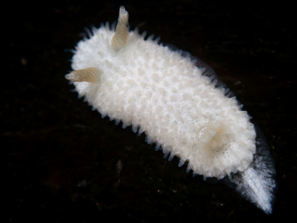 Diaphorodoris lirulatocauda (Ridge-tailed Dorid), California species