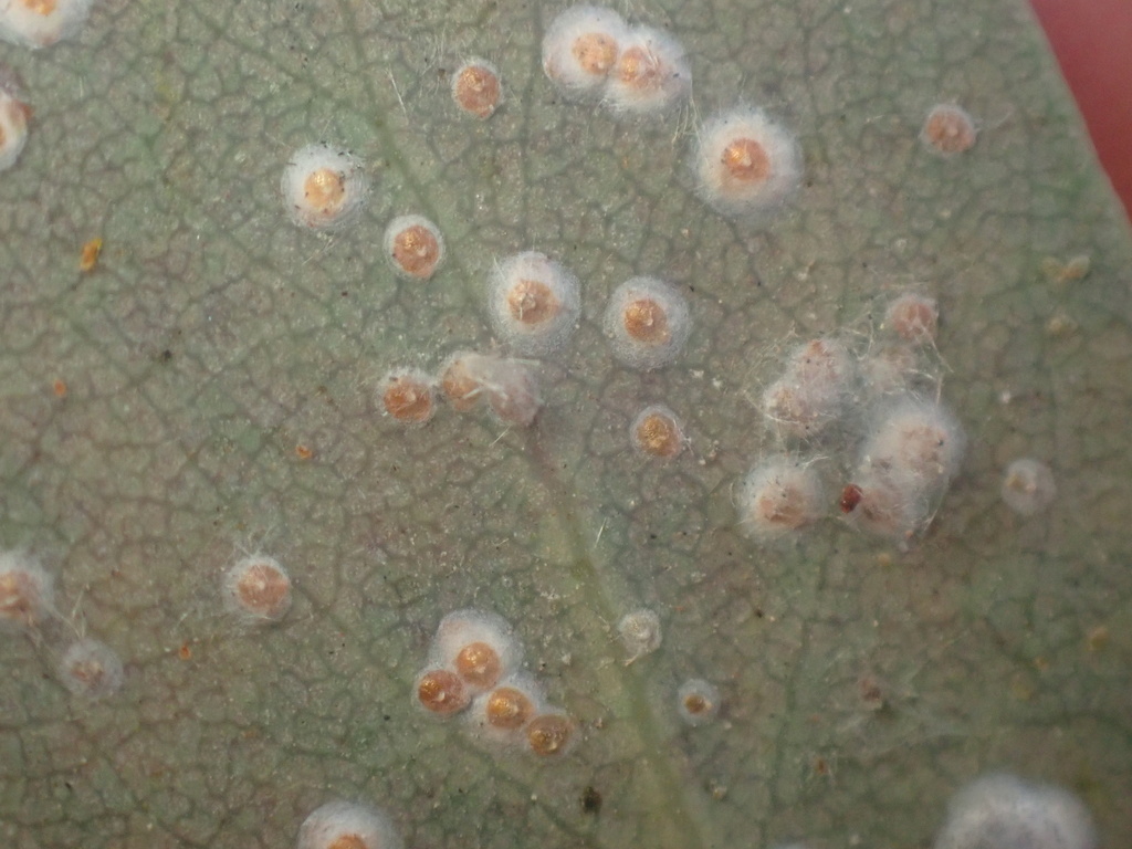 Diaspis manzanitae (Manzanita scale), California species