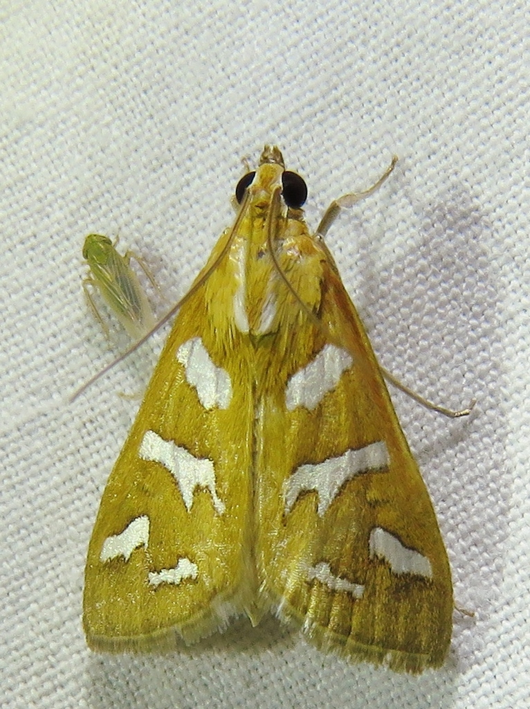 Diastictis fracturalis, California species